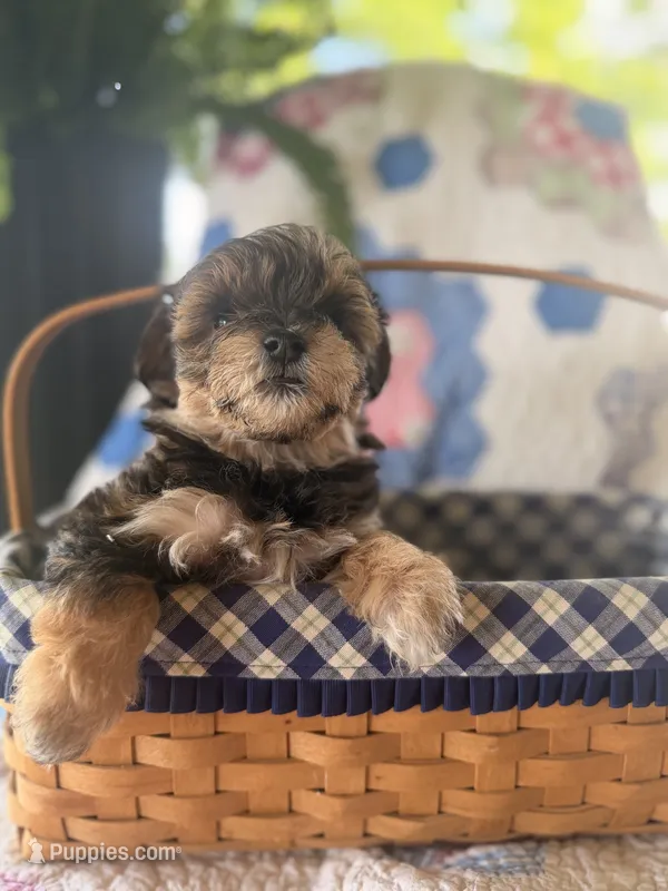 Female Maltipoo – Maltipoo puppy for sale in Warsaw, MO