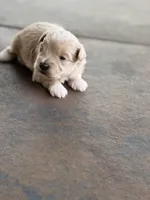 Male Maltipoo puppy, a male Maltipoo for sale in Warsaw, MO – 3 of 10