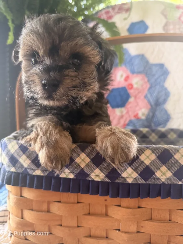 Male 2 Maltipoo Puppy – Maltipoo puppy for sale in Warsaw, MO