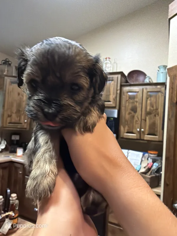Male 2 Maltipoo Puppy – Maltipoo puppy for sale in Warsaw, MO