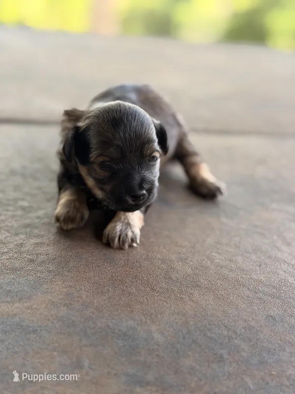 Male 2 Maltipoo Puppy – Maltipoo puppy for sale in Warsaw, MO
