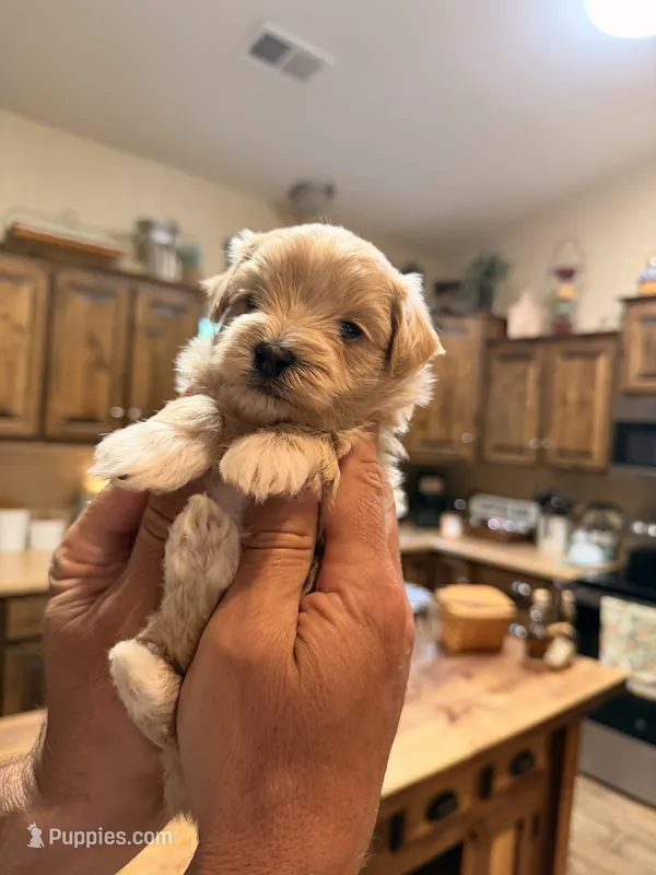 Male Maltipoo – Maltipoo puppy for sale in Warsaw, MO
