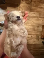 Male Maltipoo puppy, a male Maltipoo for sale in Warsaw, MO – 6 of 10
