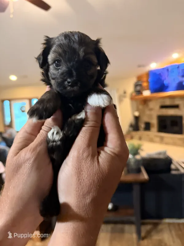 Female Maltipoo – Maltipoo puppy for sale in Warsaw, MO