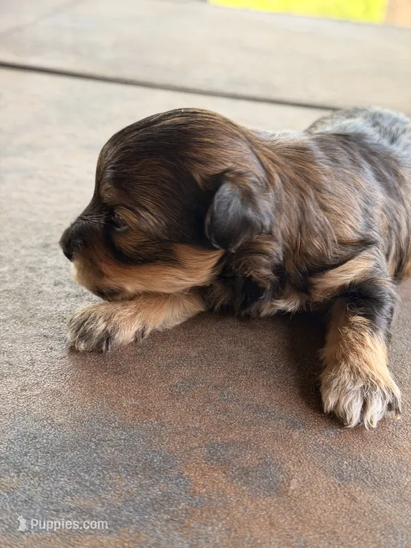 Female Maltipoo – Maltipoo puppy for sale in Warsaw, MO