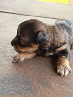 Female Maltipoo, a female Maltipoo for sale in Warsaw, MO – 1 of 2