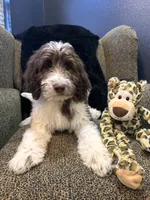 Hulk , a male Goldendoodle and Bernedoodle for sale in Indianapolis, IN – 2 of 10