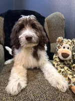 Hulk , a male Goldendoodle and Bernedoodle for sale in Indianapolis, IN – 1 of 10