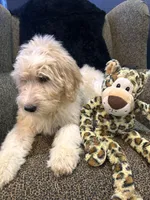 THOR , a male Goldendoodle and Bernedoodle for sale in Indianapolis, IN – 9 of 10