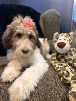Xena , a female Goldendoodle and Bernedoodle for sale in Indianapolis, IN – 5 of 10