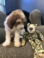 Cyclops , a male Goldendoodle and Bernedoodle for sale in Indianapolis, IN – 10 of 10