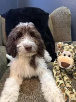 Hulk , a male Goldendoodle and Bernedoodle for sale in Indianapolis, IN – 6 of 10