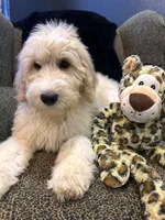 THOR , a male Goldendoodle and Bernedoodle for sale in Indianapolis, IN – 3 of 10