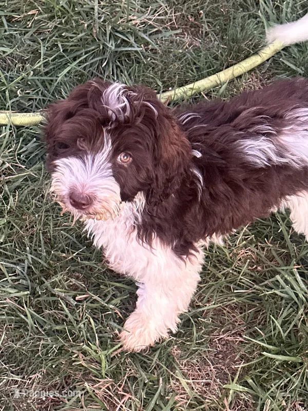 Zaria  – Goldendoodle, Bernedoodle puppy for sale in Indianapolis, IN