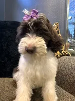 Zaria , a female Goldendoodle and Bernedoodle for sale in Indianapolis, IN – 2 of 10