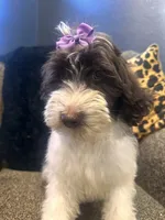 Zaria , a female Goldendoodle and Bernedoodle for sale in Indianapolis, IN – 3 of 10