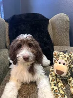 Hulk , a male Goldendoodle and Bernedoodle for sale in Indianapolis, IN – 8 of 10