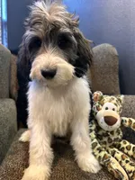 Wolverine , a male Goldendoodle and Bernedoodle for sale in Indianapolis, IN – 6 of 10