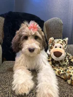 Xena , a female Goldendoodle and Bernedoodle for sale in Indianapolis, IN – 3 of 10