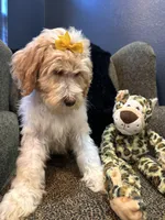 Isis , a female Goldendoodle and Bernedoodle for sale in Indianapolis, IN – 10 of 10
