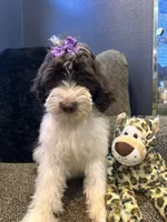 Zaria , a female Goldendoodle and Bernedoodle for sale in Indianapolis, IN – 4 of 10