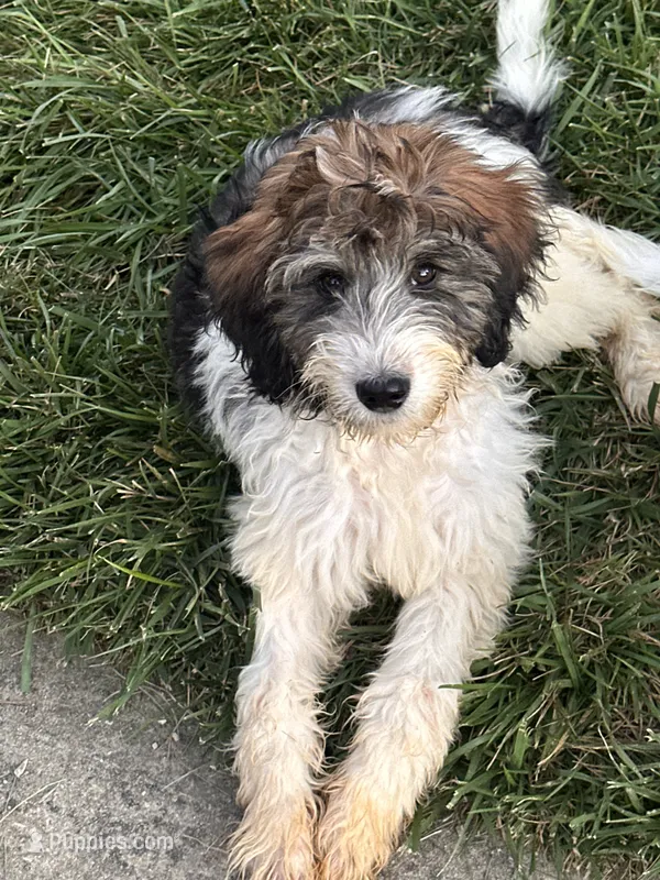Wolverine  – Goldendoodle, Bernedoodle puppy for sale in Indianapolis, IN
