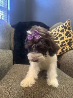 Zaria , a female Goldendoodle and Bernedoodle for sale in Indianapolis, IN – 8 of 10