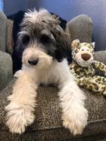 Wolverine , a male Goldendoodle and Bernedoodle for sale in Indianapolis, IN – 2 of 10