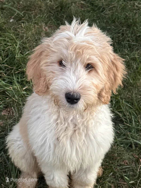 THOR  – Goldendoodle, Bernedoodle puppy for sale in Indianapolis, IN