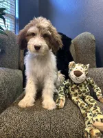 Cyclops , a male Goldendoodle and Bernedoodle for sale in Indianapolis, IN – 7 of 10