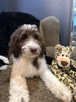 Hulk , a male Goldendoodle and Bernedoodle for sale in Indianapolis, IN – 9 of 10