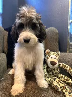 Wolverine , a male Goldendoodle and Bernedoodle for sale in Indianapolis, IN – 8 of 10
