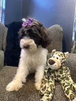 Zaria , a female Goldendoodle and Bernedoodle for sale in Indianapolis, IN – 7 of 10