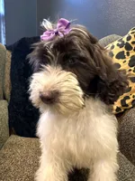 Zaria , a female Goldendoodle and Bernedoodle for sale in Indianapolis, IN – 6 of 10