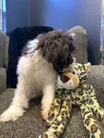 Zaria , a female Goldendoodle and Bernedoodle for sale in Indianapolis, IN – 10 of 10