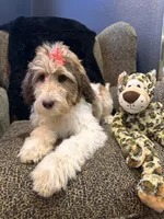 Xena , a female Goldendoodle and Bernedoodle for sale in Indianapolis, IN – 7 of 10