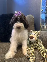 Zaria , a female Goldendoodle and Bernedoodle for sale in Indianapolis, IN – 5 of 10