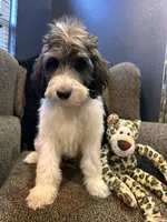 Wolverine , a male Goldendoodle and Bernedoodle for sale in Indianapolis, IN – 5 of 10