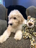 THOR , a male Goldendoodle and Bernedoodle for sale in Indianapolis, IN – 7 of 10