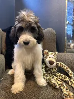 Wolverine , a male Goldendoodle and Bernedoodle for sale in Indianapolis, IN – 7 of 10