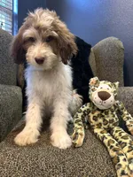 Cyclops , a male Goldendoodle and Bernedoodle for sale in Indianapolis, IN – 8 of 10
