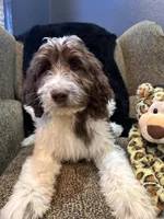 Hulk , a male Goldendoodle and Bernedoodle for sale in Indianapolis, IN – 3 of 10