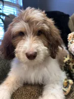 Cyclops , a male Goldendoodle and Bernedoodle for sale in Indianapolis, IN – 2 of 10