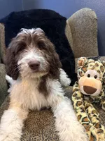 Hulk , a male Goldendoodle and Bernedoodle for sale in Indianapolis, IN – 4 of 10