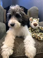Wolverine , a male Goldendoodle and Bernedoodle for sale in Indianapolis, IN – 3 of 10