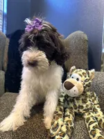 Zaria , a female Goldendoodle and Bernedoodle for sale in Indianapolis, IN – 9 of 10