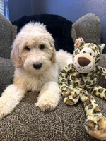 THOR , a male Goldendoodle and Bernedoodle for sale in Indianapolis, IN – 10 of 10
