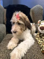 Xena , a female Goldendoodle and Bernedoodle for sale in Indianapolis, IN – 8 of 10
