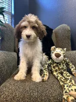 Cyclops , a male Goldendoodle and Bernedoodle for sale in Indianapolis, IN – 6 of 10