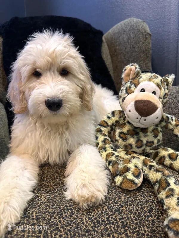 THOR  – Goldendoodle, Bernedoodle puppy for sale in Indianapolis, IN